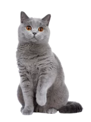 Gardinen Sweet young adult solid blue British Shorthair cat kitten sitting up front view, looking at camera with orange eyes and one paw lifted, isolated cutout on transparent background © Nynke