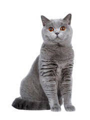 Sweet young adult solid blue British Shorthair cat kitten sitting up front view, looking at camera with orange eyes, isolated cutout on transparent background