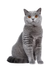 Wandaufkleber Sweet young adult solid blue British Shorthair cat kitten sitting up front view, looking at camera with orange eyes, isolated cutout on transparent background © Nynke