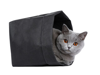 Sweet young adult solid blue British Shorthair cat kitten laying in black paper bag , looking at...