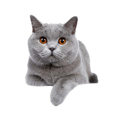 Sweet young adult solid blue British Shorthair cat kitten laying down front view, looking at camera with orange eyes and one paw hanging over edge, isolated cutout on transparent background