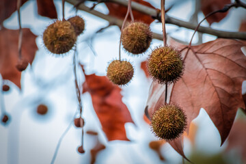 Plane tree fruit fruit hanging
