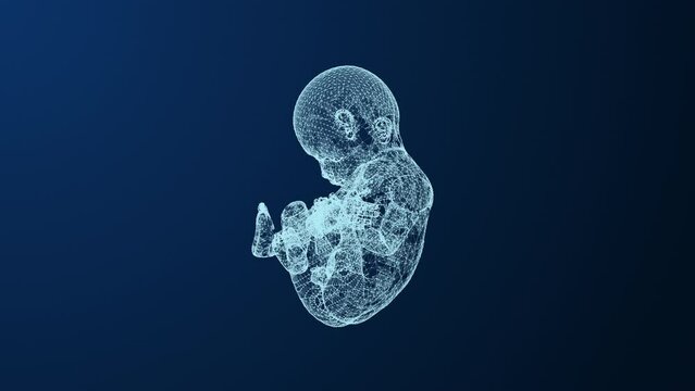 Womb development of the fetus within the plexus