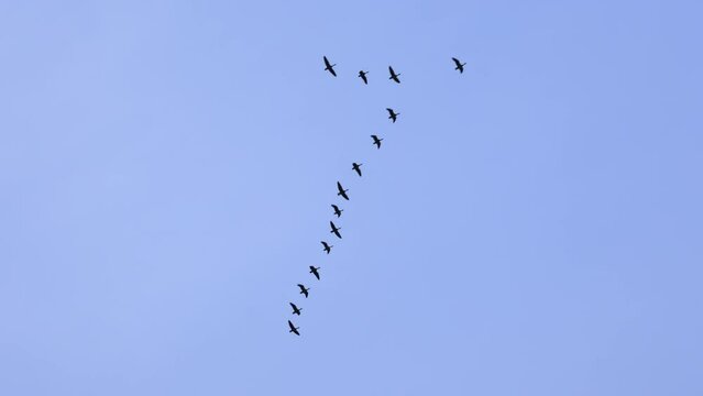 Geese migrate in natural flying V formation through clear blue sky on sunny day