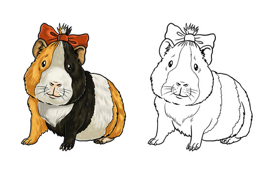 Cute guinea pig to color in. Template for a coloring book with funny animals. Coloring template for kids.