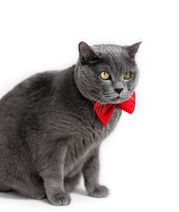 Big cute British cat with a red bow on a white background. Isolate
