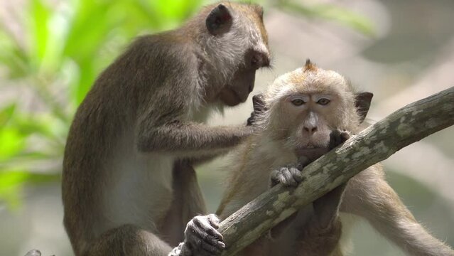 Female Macaque Grooming Male and Removing Lice Before Mating At Mangrove Background - Close Up