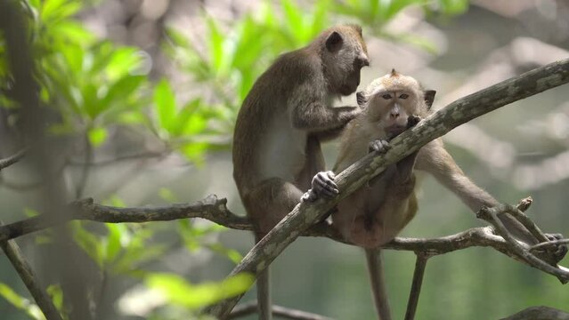 Couple of Macaque Grooming then Funny Mating Reproduction Behavior - Selective Focus