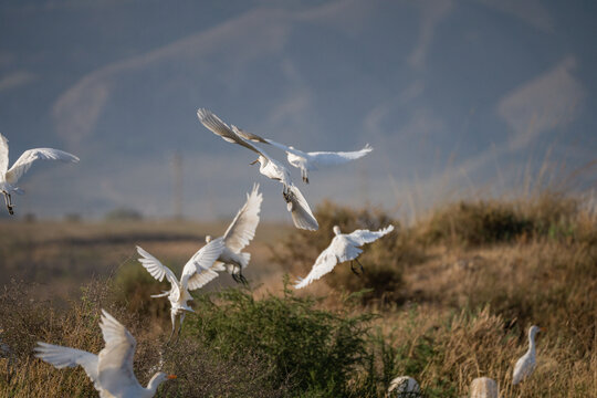 Garzas volando