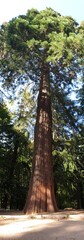 Fototapeta premium Red Cedar in the mediterranean garden in a sunny day