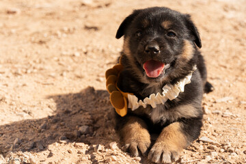small german shepherd dog outdoors