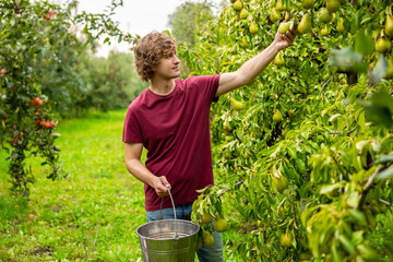 Orchardman harvesting fresh fruit in the garden - obrazy, fototapety, plakaty
