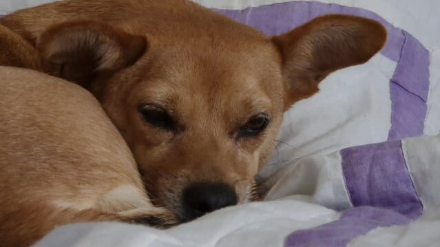 Close-up of small mixed-breed female dog's face with a sad expression lying curled up on a bed looking ill or scared