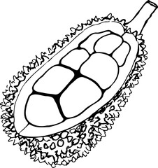 Breadfruit black and white vector illustration isolated on a white background.
