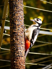 woodpecker on a tree