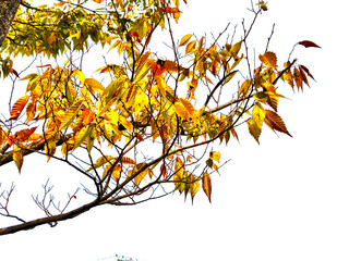 autumn tree branch