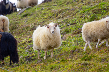 Fototapeta premium Icelandic sheep graze in the meadow near Ocean, Group of domestic animal in pure north nature.