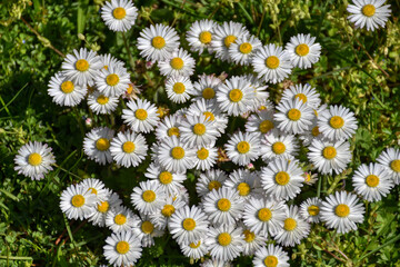 Gänseblümchen, Blume, Frühling, Wiesenblume, Blumenmeer, Blütenmeer, Wiesenblumen, Blumen, Blüten, Frühlingsgruß, Sommer, Herbst, klein, zierlich, zerbrechlich, Wiese, Gras, Mehrjähriges Gänseblümchen © AVR SCR