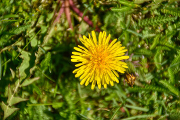 Löwenzahn, Pusteblume, Wetterzeichen, Blume, Frühling, Wiesenblume, Wiesenblumen, Blumen, Blüten, Frühlingsgruß, Sommer, Herbst, klein, zierlich, zerbrechlich, Wiese, Gras, Ruderalpflanze, Brachfläche