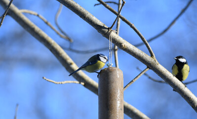 Songbirds in winter with blue background