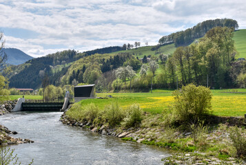 Mainburg, Pielach, Pielachtal, Voralpenland, Hofstetten, Grünau, Hofstetten-Grünau, Frühling, Jahreszeit, Frühlingswiese, Blumenwiese, Löwenzahn, Sommer, Hügel, Hügelland, Landwirtschaft, landwirtscha