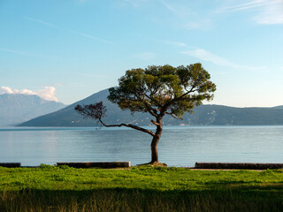 Seascape with lonely branchy pine tree on sea side winth green grass, sea water and mountain at...