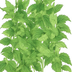 HD Nettle watercolor on bright white background 