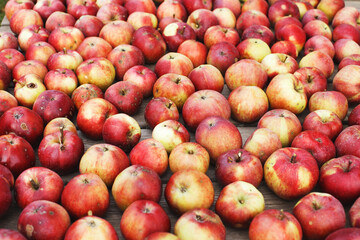 Many Fresh red apples background. harvest concept.