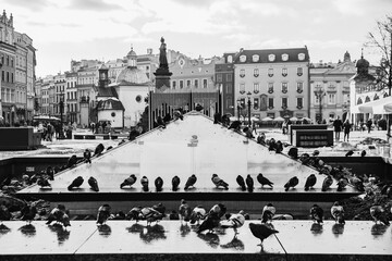 Pigeons on the Market Square in Krakow, Poland