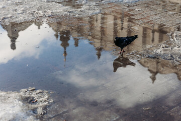 Pigeon walking around the water with reflection of Cloth Hall (Sukiennice) on the Market Square in Krakow, Poland