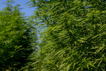 Selective focus young trees of Marijuana and green leaves with sunlight, Cannabis is a psychoactive drug from the Cannabis plant used primarily for medical or recreational purposes, Nature background.