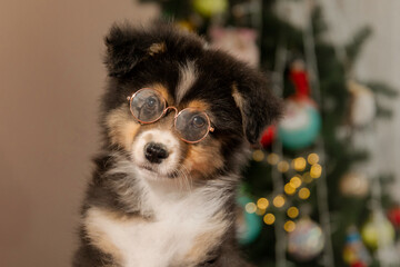 Happy New Year, Christmas holidays and celebration.  Dog (pet) near the Christmas tree.  Cute Aussie puppy dog