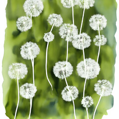high definition dandelion watercolor