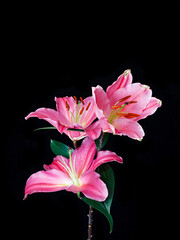 pink flower lily
