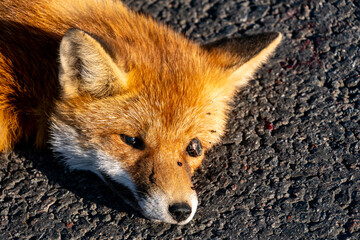 A dead fox is lying on the highway. An incident on the roadway. A car hit a wild animal to death. Protection of wild animals. No barriers along the forest and road.