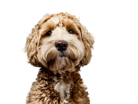 Head shot of golden Labradoodle with closed mouth, looking straight at camera isolated on transparent background.