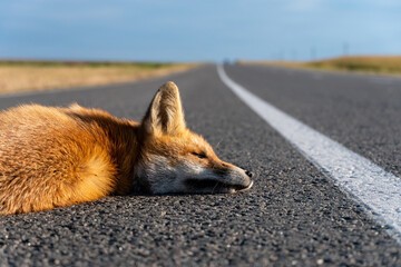 A dead fox is lying on the highway. An incident on the roadway. A car hit a wild animal to death. Protection of wild animals. No barriers along the forest and road.