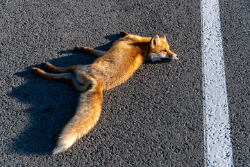 A dead fox is lying on the highway. An incident on the roadway. A car hit a wild animal to death....