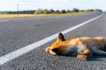 A dead fox is lying on the highway. An incident on the roadway. A car hit a wild animal to death....