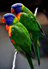 Coconut lorikeet (Trichoglossus haematodus) portrait.