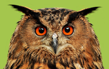 Eurasian eagle-owl (Bubo bubo) portrait.
