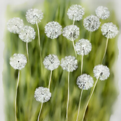 high definition Dandelion root watercolor on bright white background 