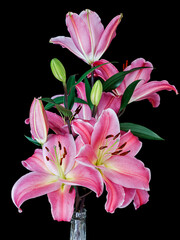 pink flower lily