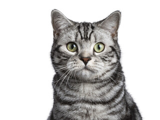 Head shot of black tabby British shorthair cat on transparent background looking straight in camera