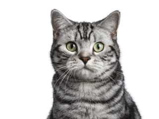 Head shot of black tabby British shorthair cat on transparent background looking straight in camera