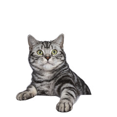 Black tabby British shorthair cat on transparent background hanging on underground looking up