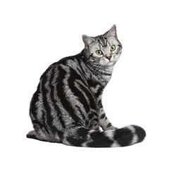 Black tabby British shorthair cat sitting on transparent background in turned around position