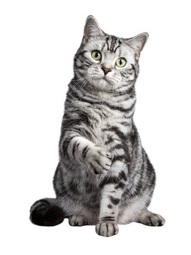Black tabby British shorthair cat sitting on transparent background with tilted paw