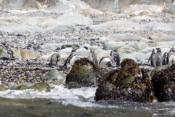 Penguins at the beach of Isla Maiquillahue near Valdivia, Chile