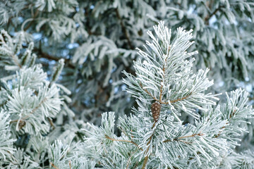 Pine tree branches covered with white hoarfrost closeup. Frozen plant side view. Winter season. Forest details. Beauty in nature. Frosty sunny weather day. Atmospheric mood. New Year holiday symbol